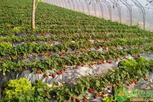 盐城市亭湖区:草莓种植技术培训带动产业扶贫再发力