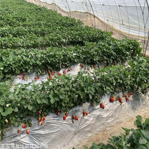 宝交草莓苗 免费提供草莓小苗种植图片