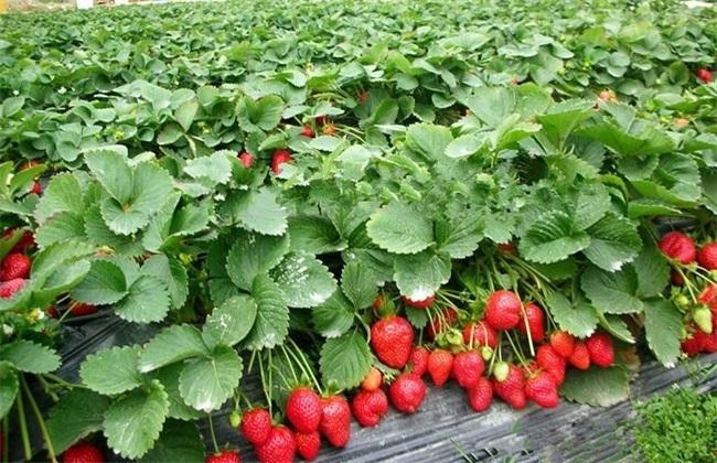 土质肥沃疏松,保肥保水性好并且通透性良好的土壤是最适宜草莓种植的
